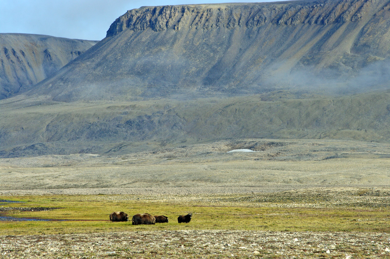 Musk Ox Facts and Adaptations Biology Diagrams
